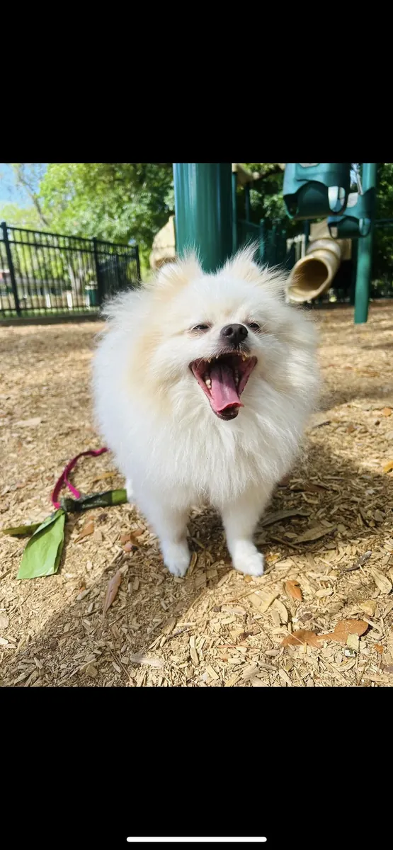 İnsanlara her zaman yakın olan beyaz bir Pomeranya köpeği.