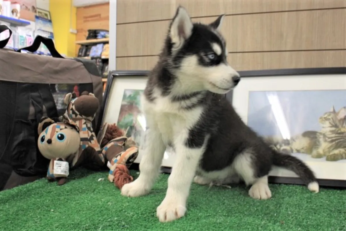 Beaux chiots Husky Sibérien à la recherche de foyers aimants