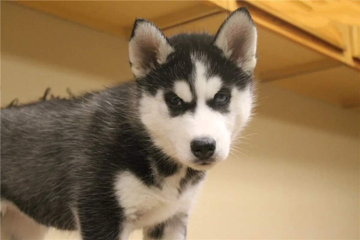Charmants chiots Husky Sibérien – Compagnons affectueux
