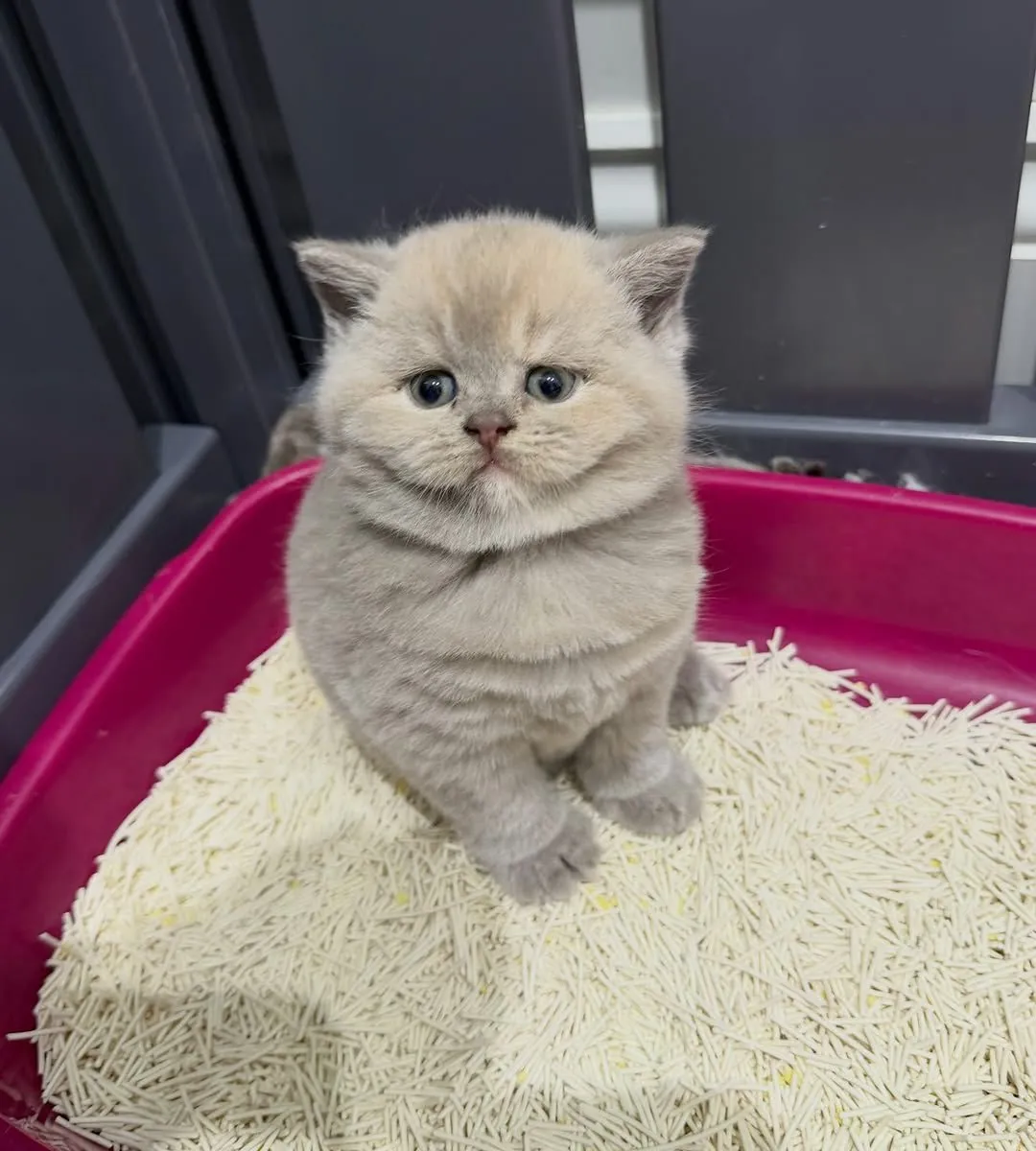赠送英国短毛猫小猫