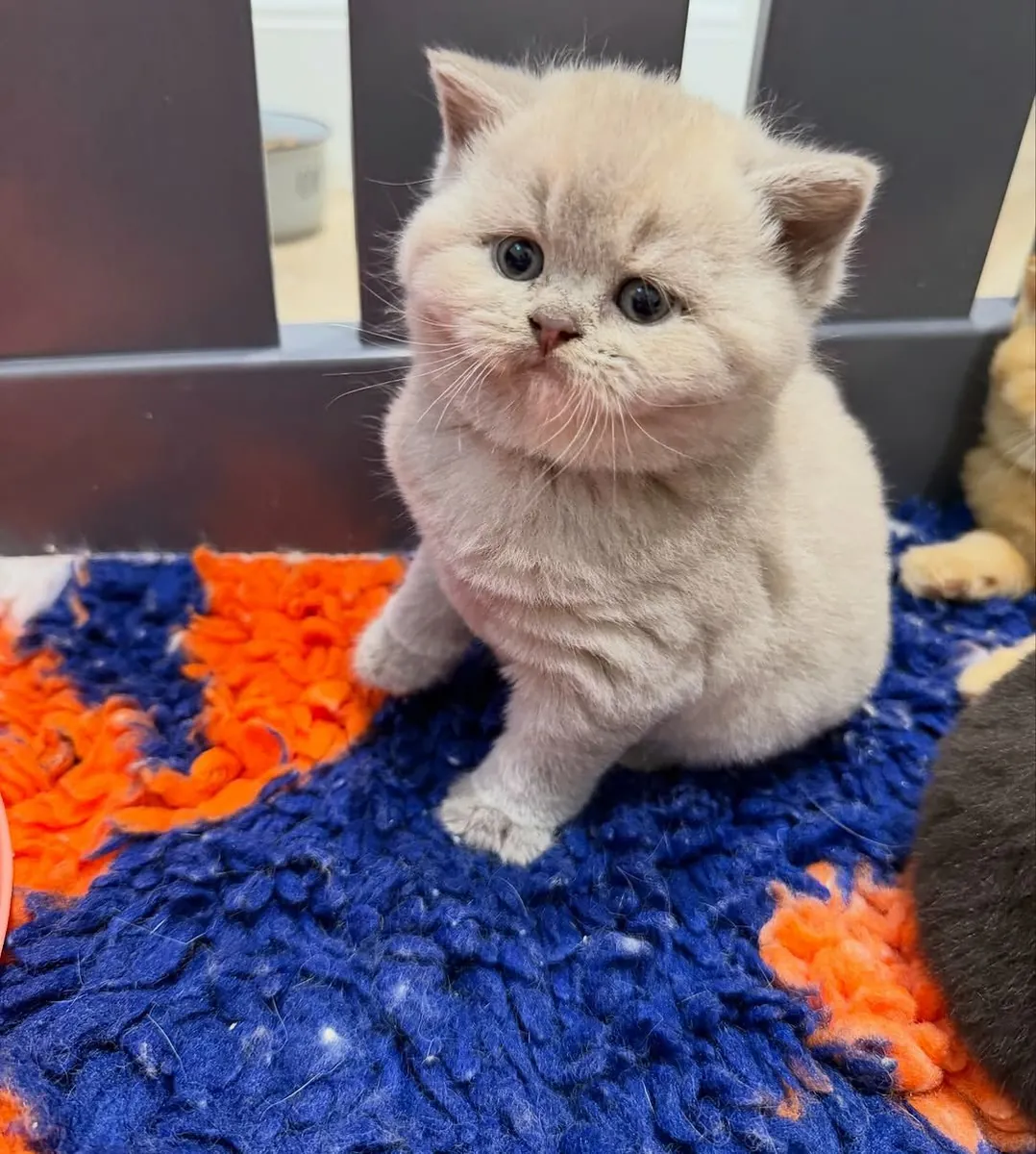 British Shorthair hediye (erkek ve dişi)