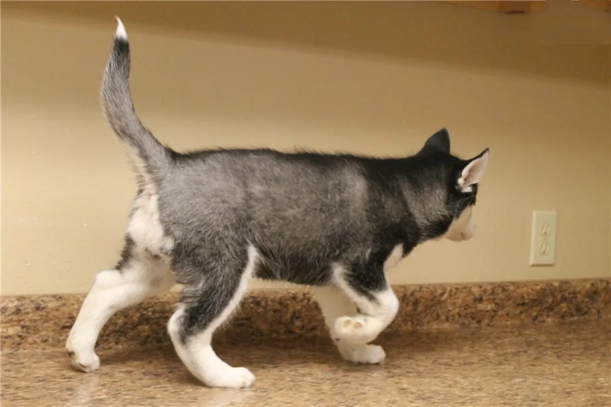 Hermosos cachorros de Husky Siberiano – WhatsApp: +1(330) 910 0534