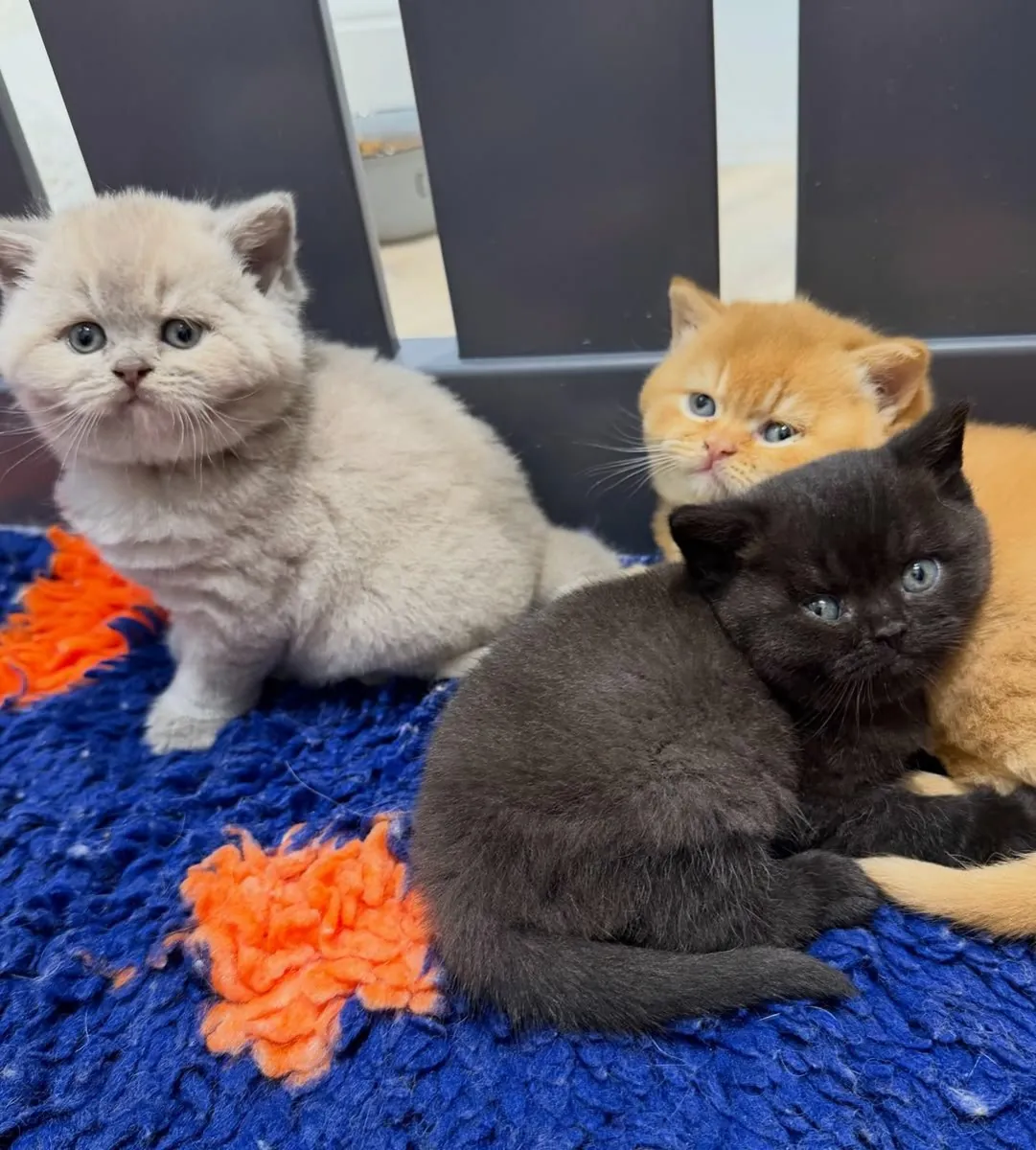 Regalo British Shorthair (macho y hembra)