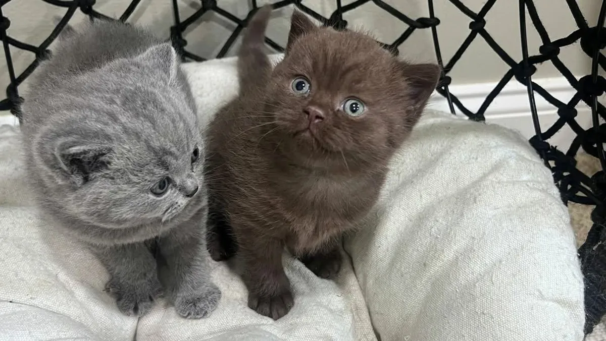 Regalo gatitos British Shorthair recién nacidos (macho y hembra)