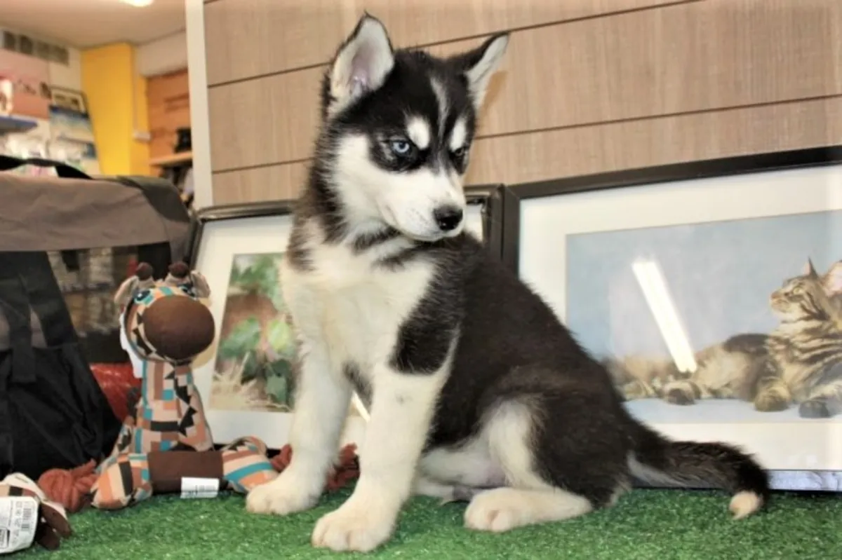 可爱的哈士奇幼犬准备好迎接他们的永久家 WhatsApp: +1(330) 910 0534