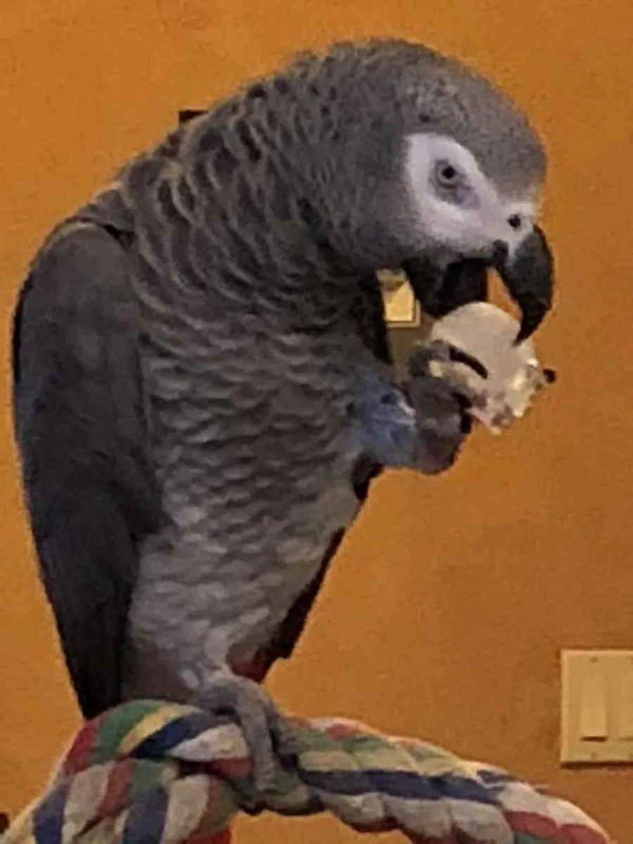 İnsanların konuşmalarını dikkatle dinleyen zeki gri bir papağan.