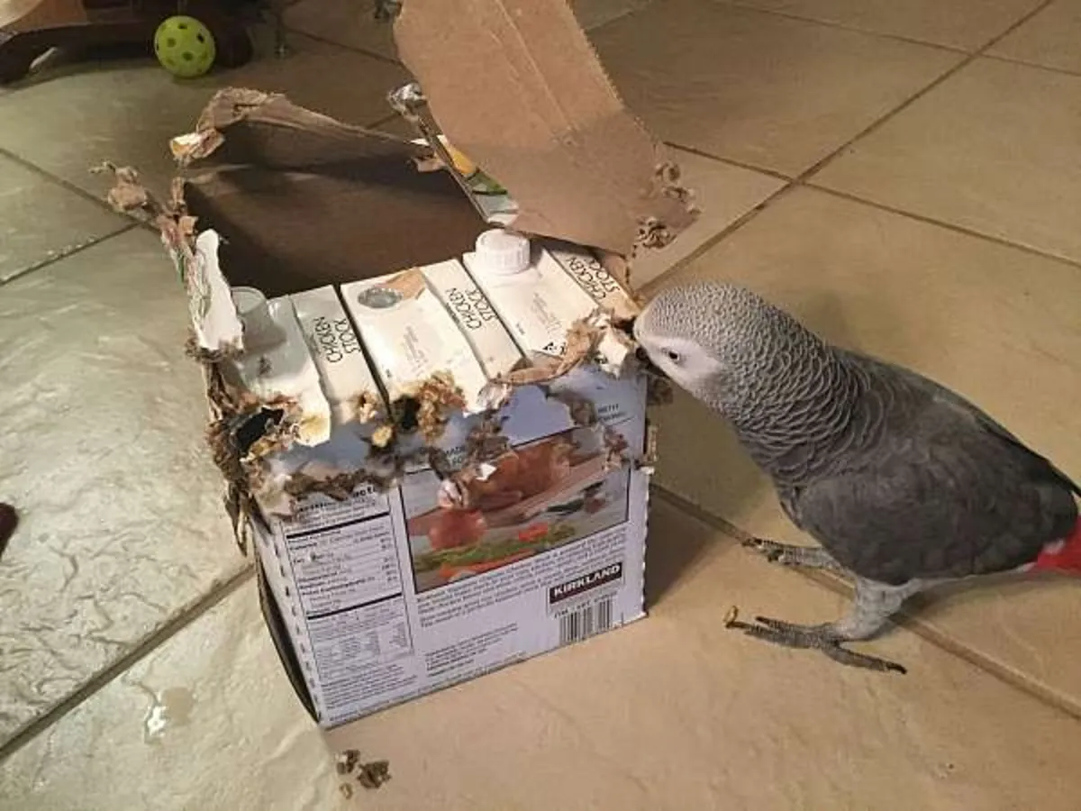 İnsanların konuşmalarını dikkatle dinleyen zeki gri bir papağan.