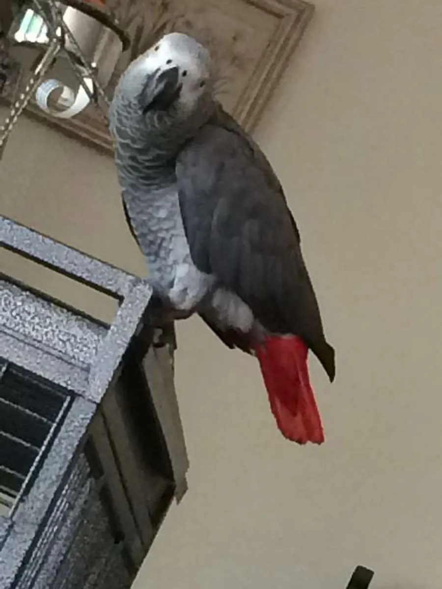 İnsanların konuşmalarını dikkatle dinleyen zeki gri bir papağan.