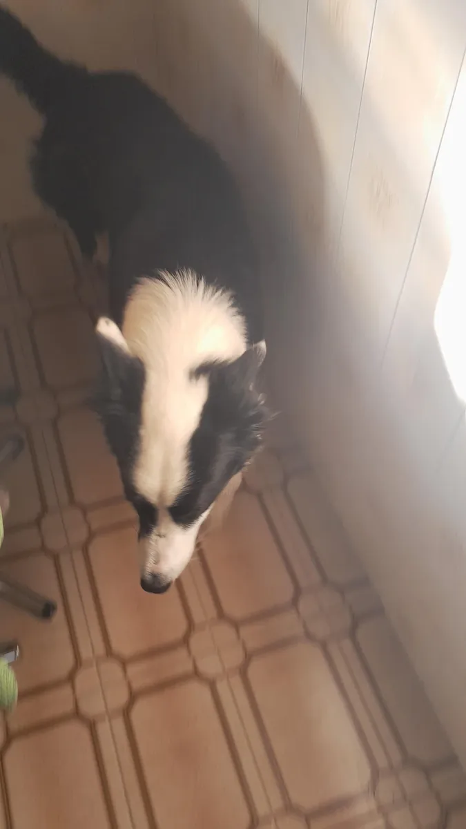 Yürüyüş yapmayı seven, hareketli bir border collie.