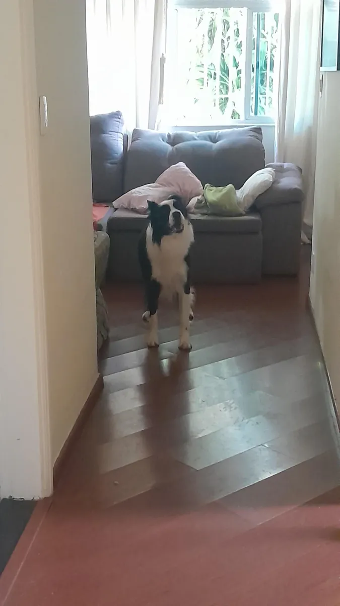 Yürüyüş yapmayı seven, hareketli bir border collie.