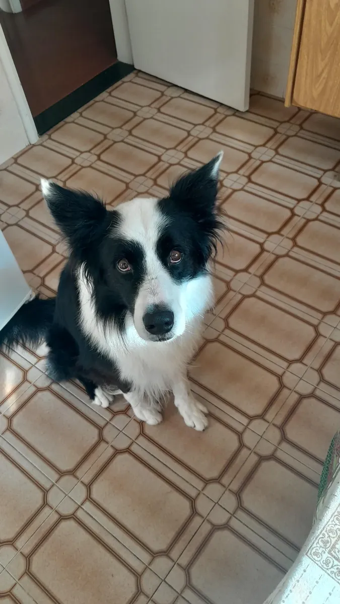 Yürüyüş yapmayı seven, hareketli bir border collie.