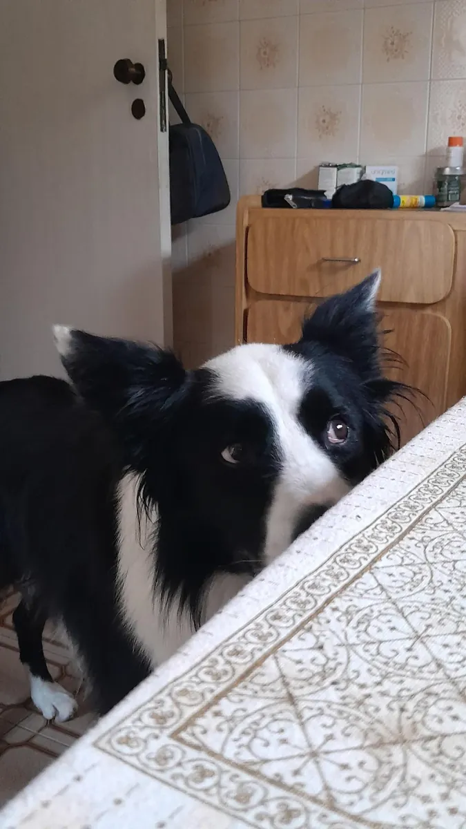 Yürüyüş yapmayı seven, hareketli bir border collie.
