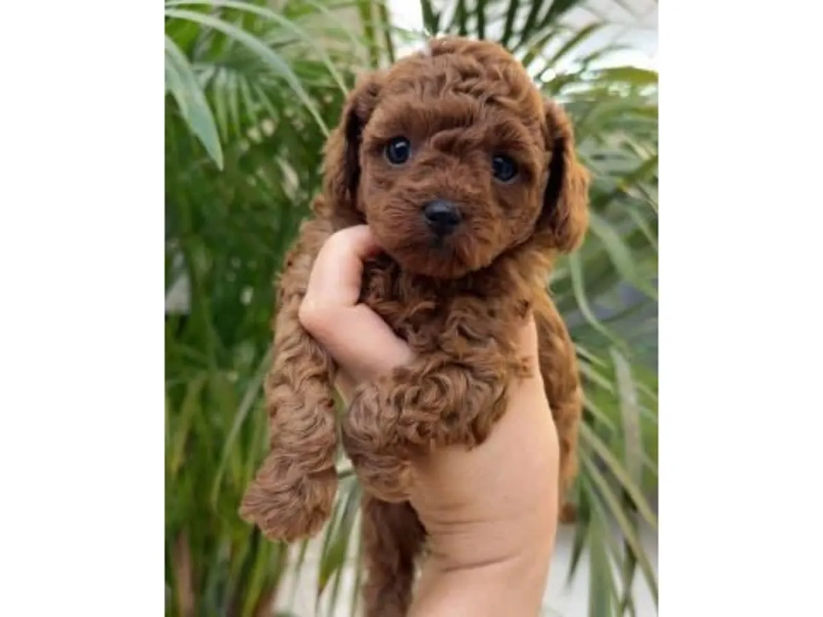 Aile ortamında büyütülmüş kahverengi bir oyuncak kaniş.