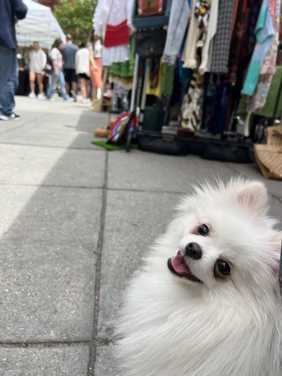 İnsanların peşinden sürekli giden beyaz bir Pomeranya köpeği.