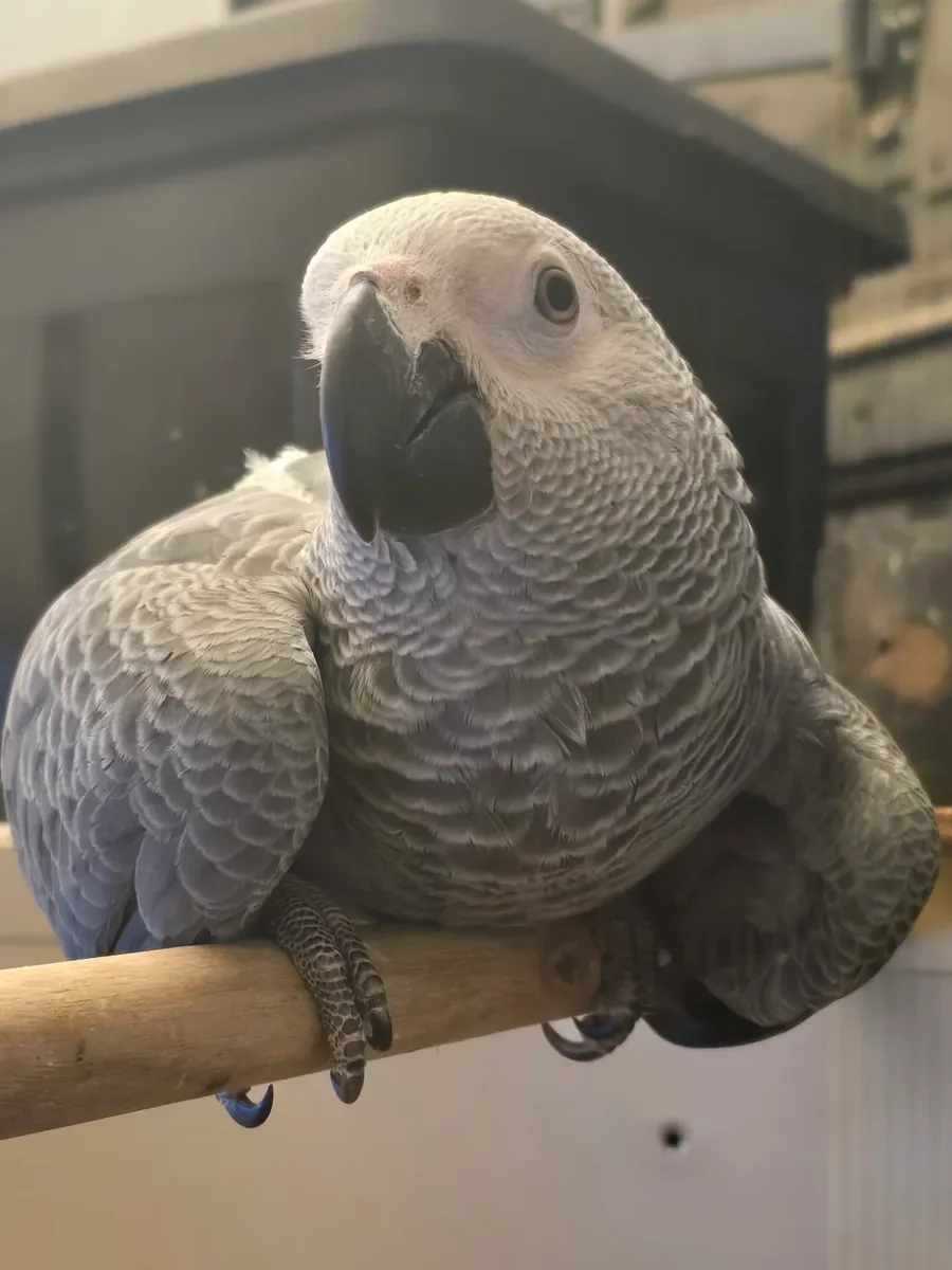 聪明的非洲灰鹦鹉喜欢和人一起生活