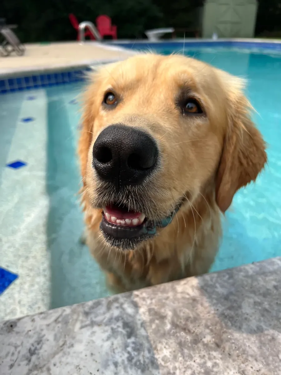 友好的金毛寻回犬习惯与人一起生活