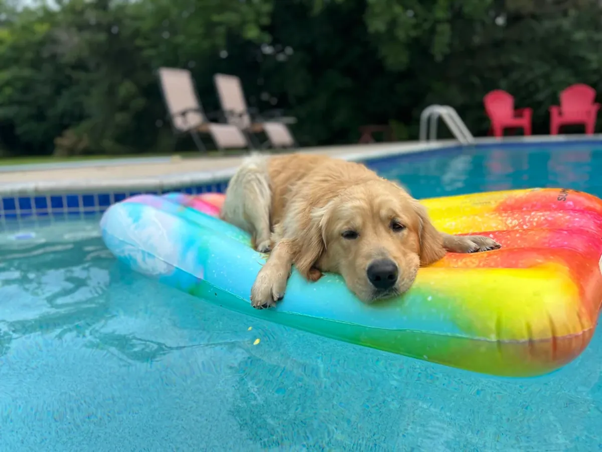 友好的金毛寻回犬习惯与人一起生活