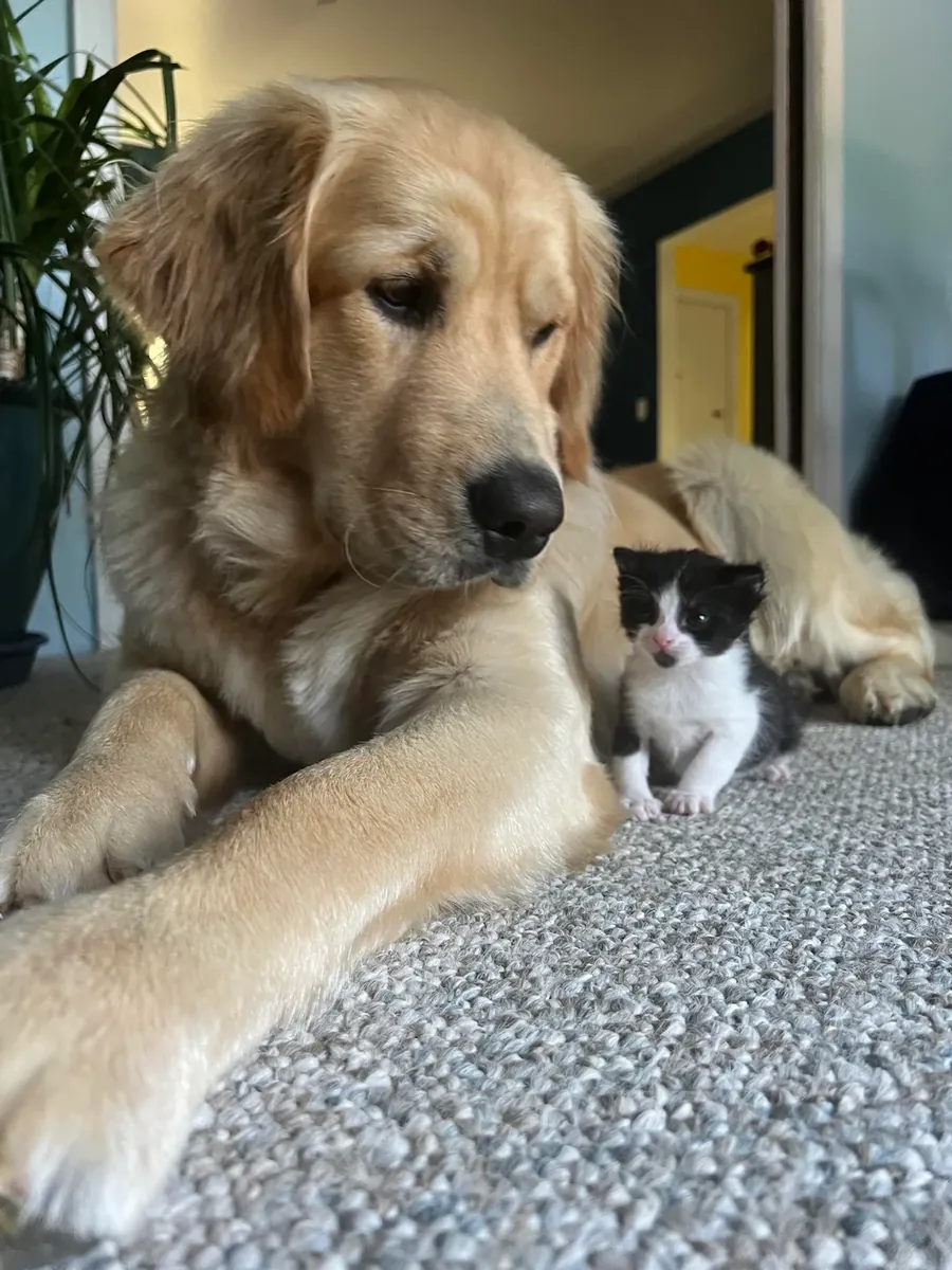 友好的金毛寻回犬习惯与人一起生活