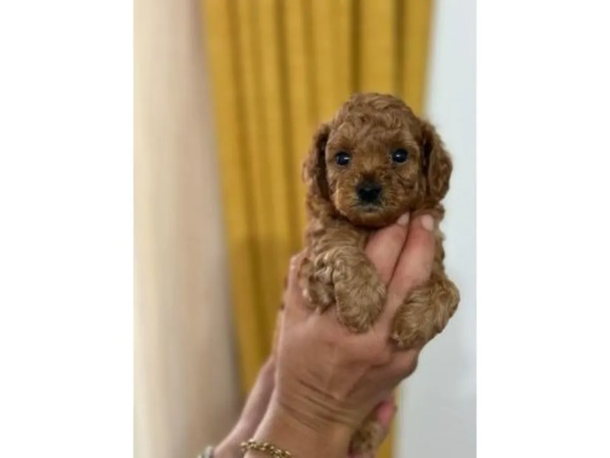 家庭环境中长大的棕色贵宾犬