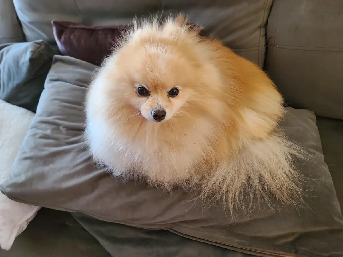 喜欢陪伴人的白色博美犬