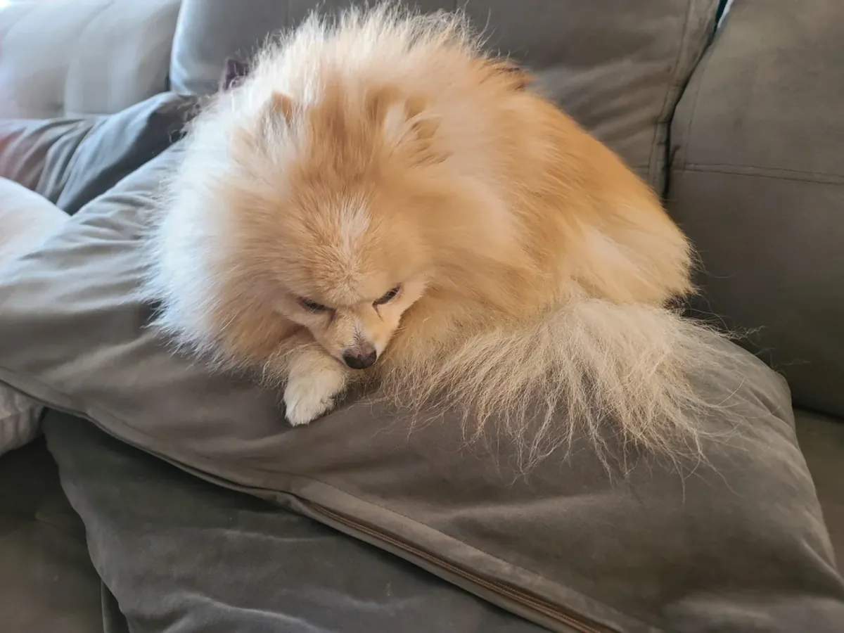 喜欢陪伴人的白色博美犬