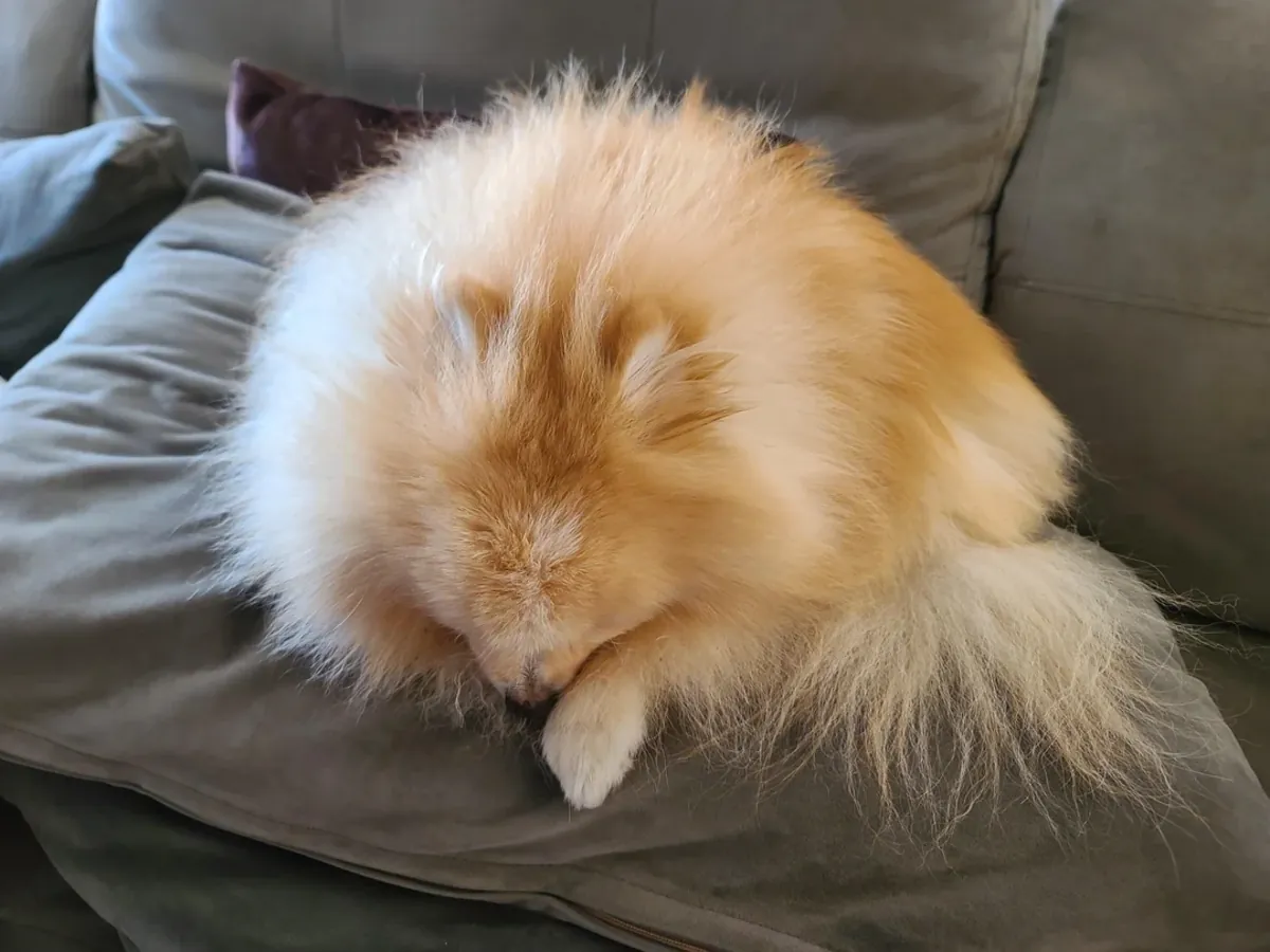 喜欢陪伴人的白色博美犬