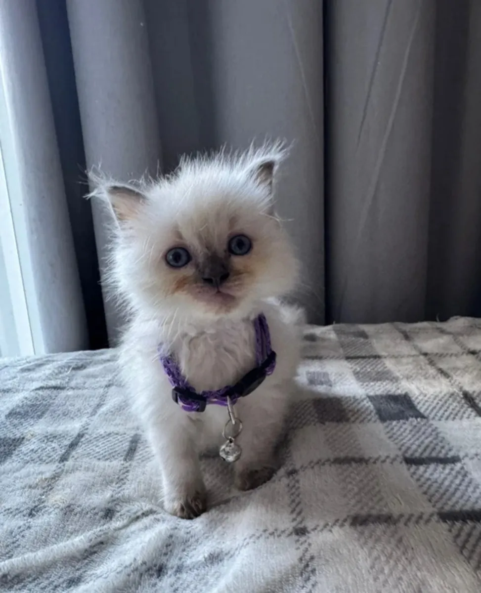 🌸 Chaton femelle à adopter – Maya (3 mois) 🌸