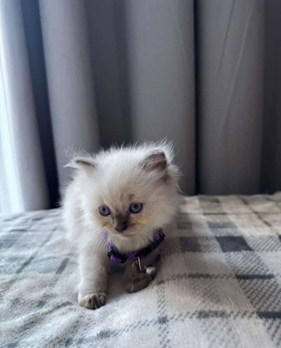 🌸 Chaton femelle à adopter – Maya (3 mois) 🌸