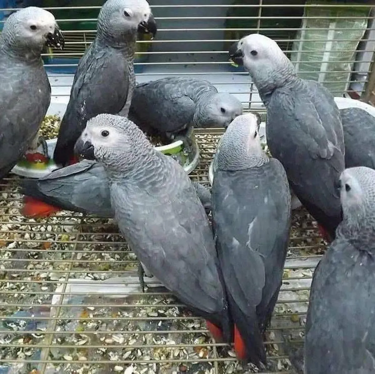 Adorable African Grey Parrot