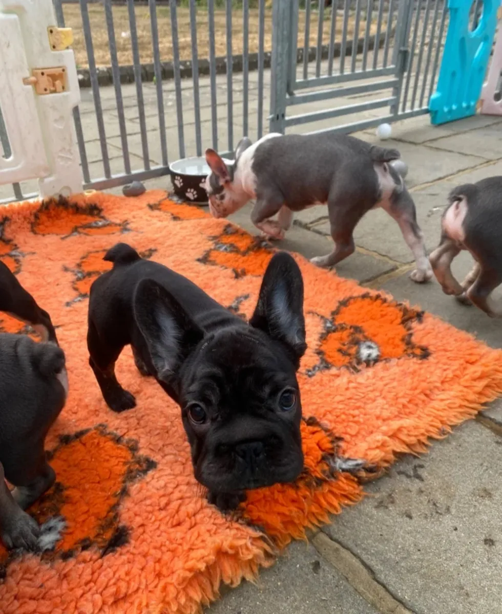 Cachorros de Bulldog Francés registrados en KC