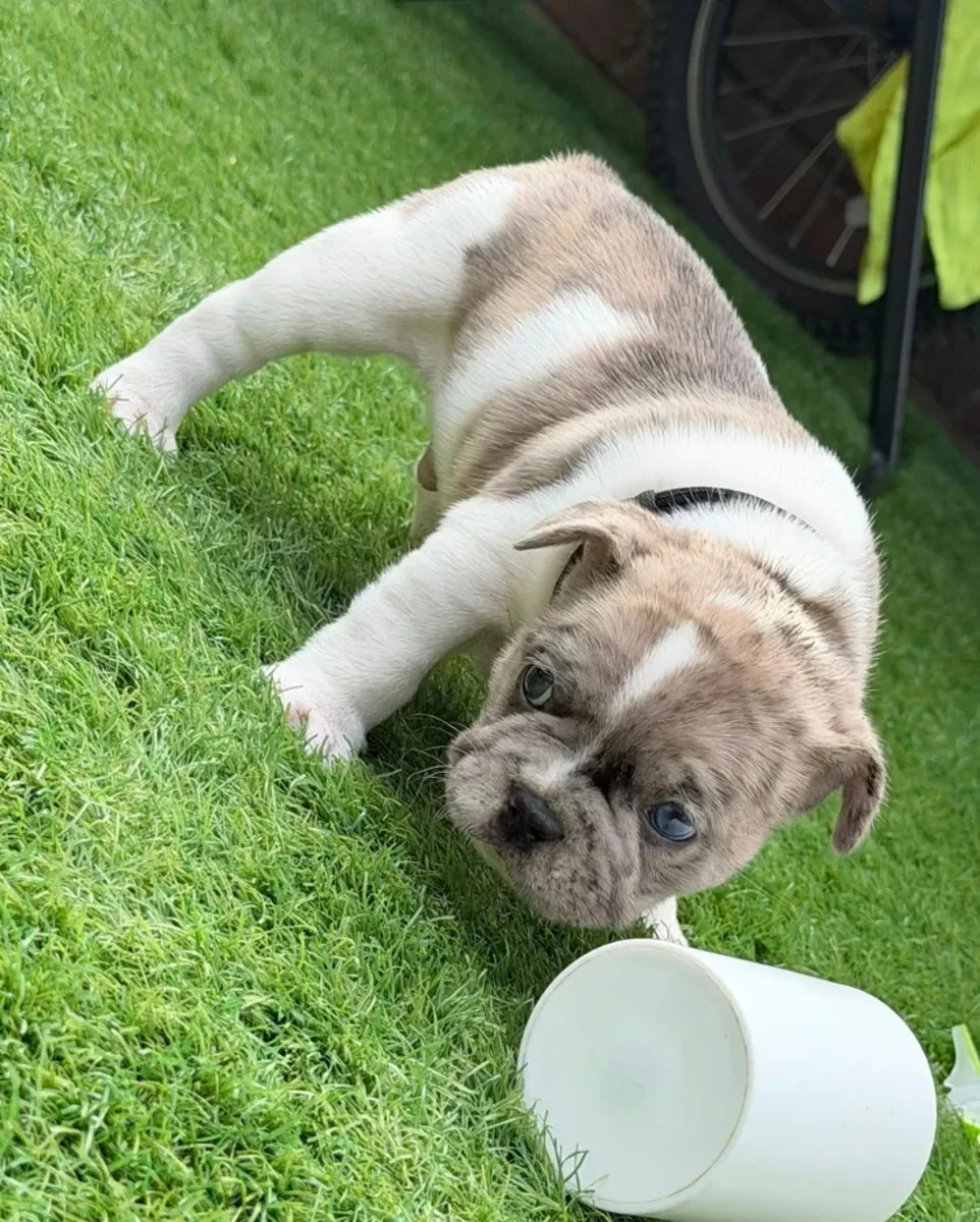 Cachorros de Bulldog Francés registrados en KC