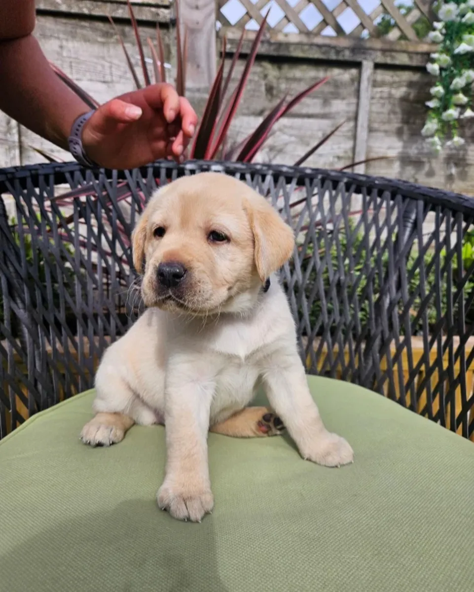 Chiots Labrador Doré