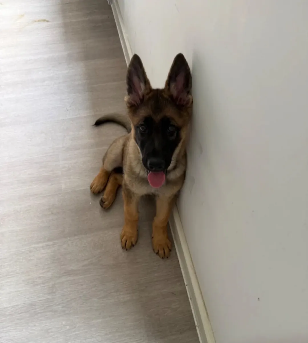 German shepherd 15weeks