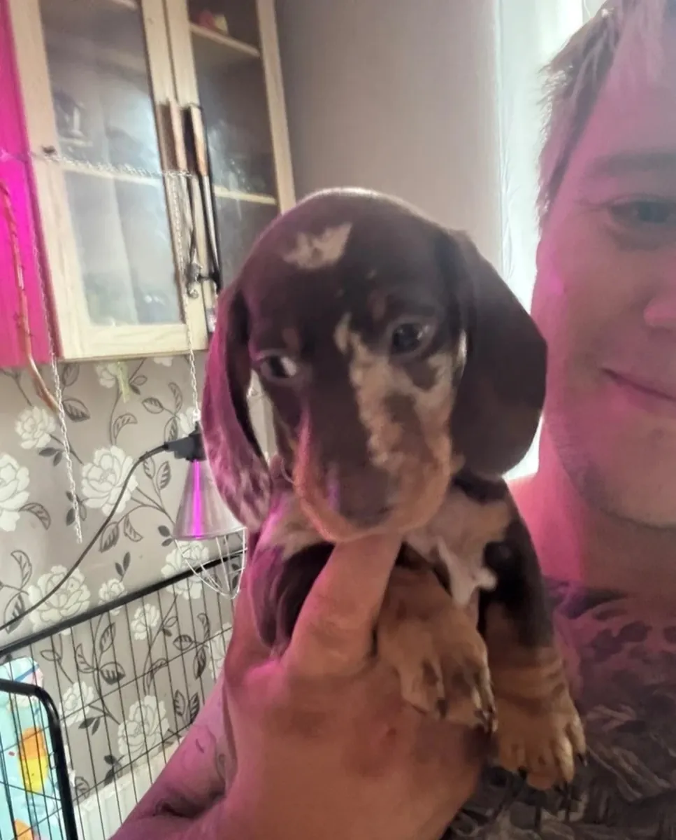 Cachorros de teckel en venta