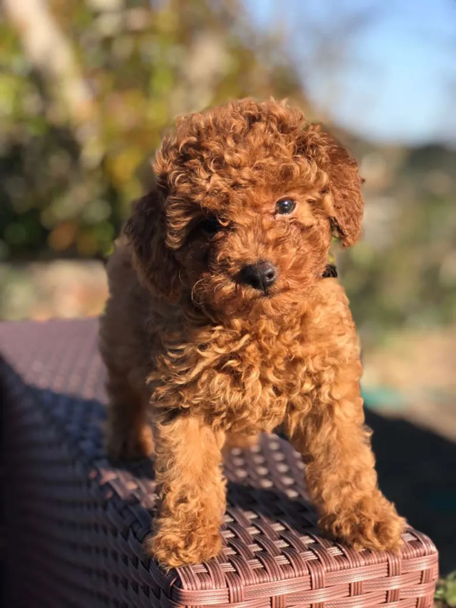 Chiots caniche adorables disponibles. WhatsApp +34 631 85 70 93