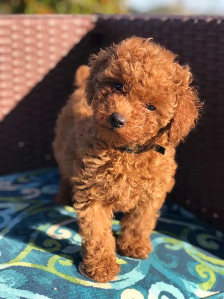 Chiots caniche adorables disponibles. WhatsApp +34 631 85 70 93