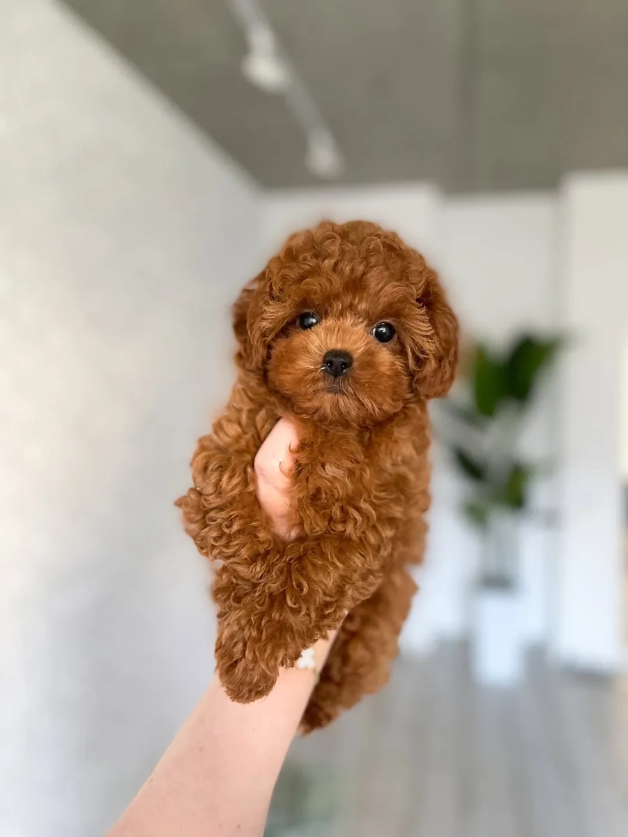 Chiots caniche (mâles et femelles) – WhatsApp +34 631 85 70 93