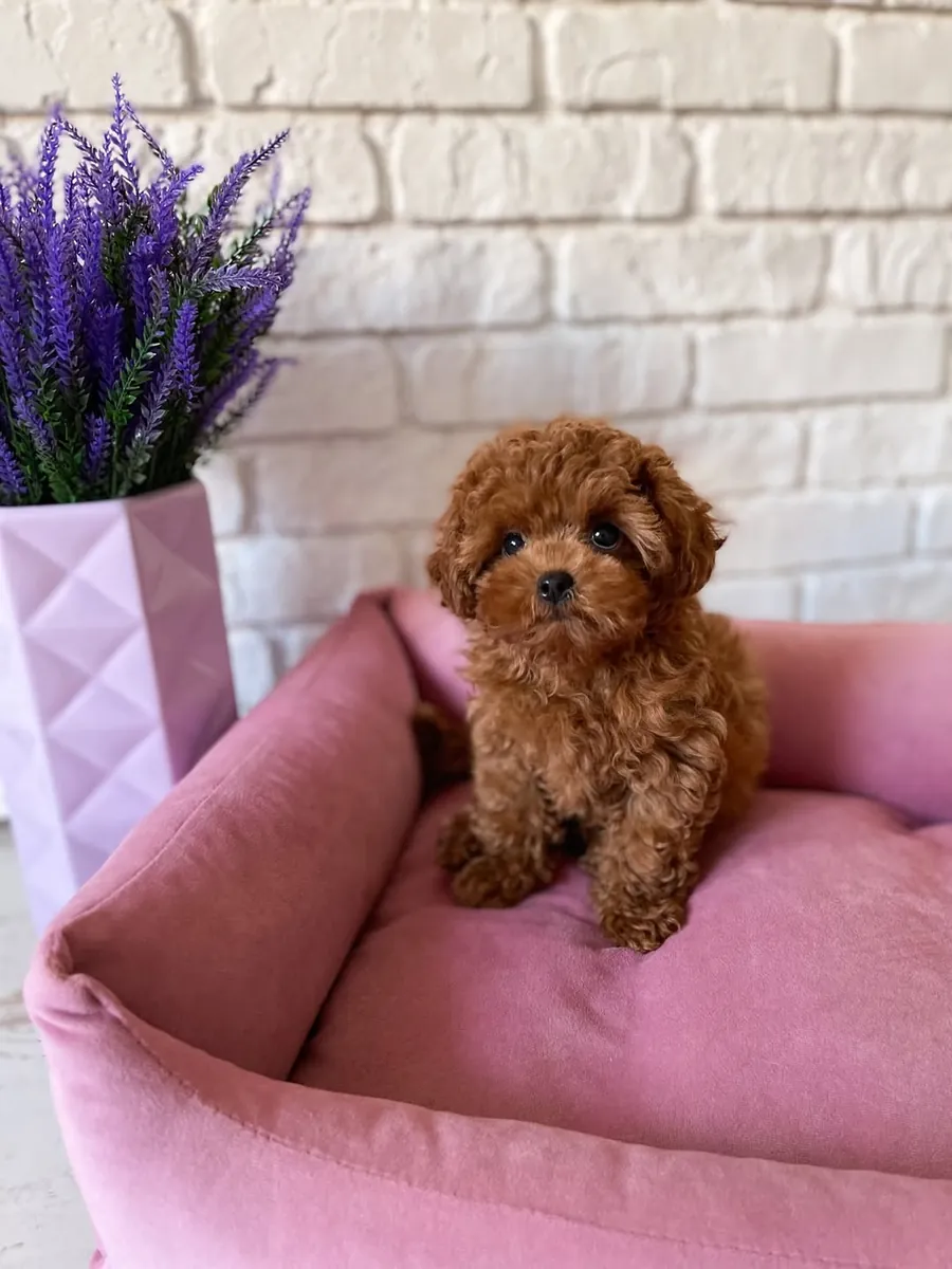 Chiots caniche (mâles et femelles) – WhatsApp +34 631 85 70 93