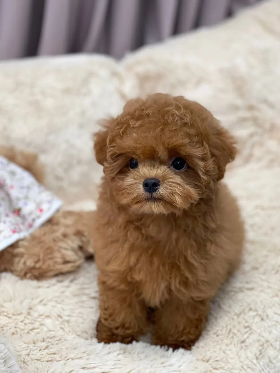 Sevimli poodle yavruları evlat edinme için - WhatsApp +34 631 85 70 93