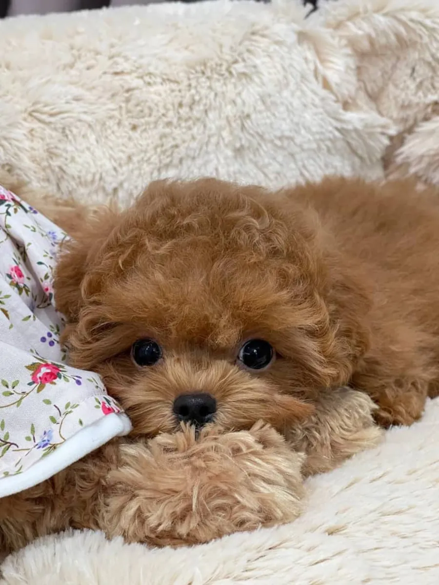 Sevimli poodle yavruları evlat edinme için - WhatsApp +34 631 85 70 93