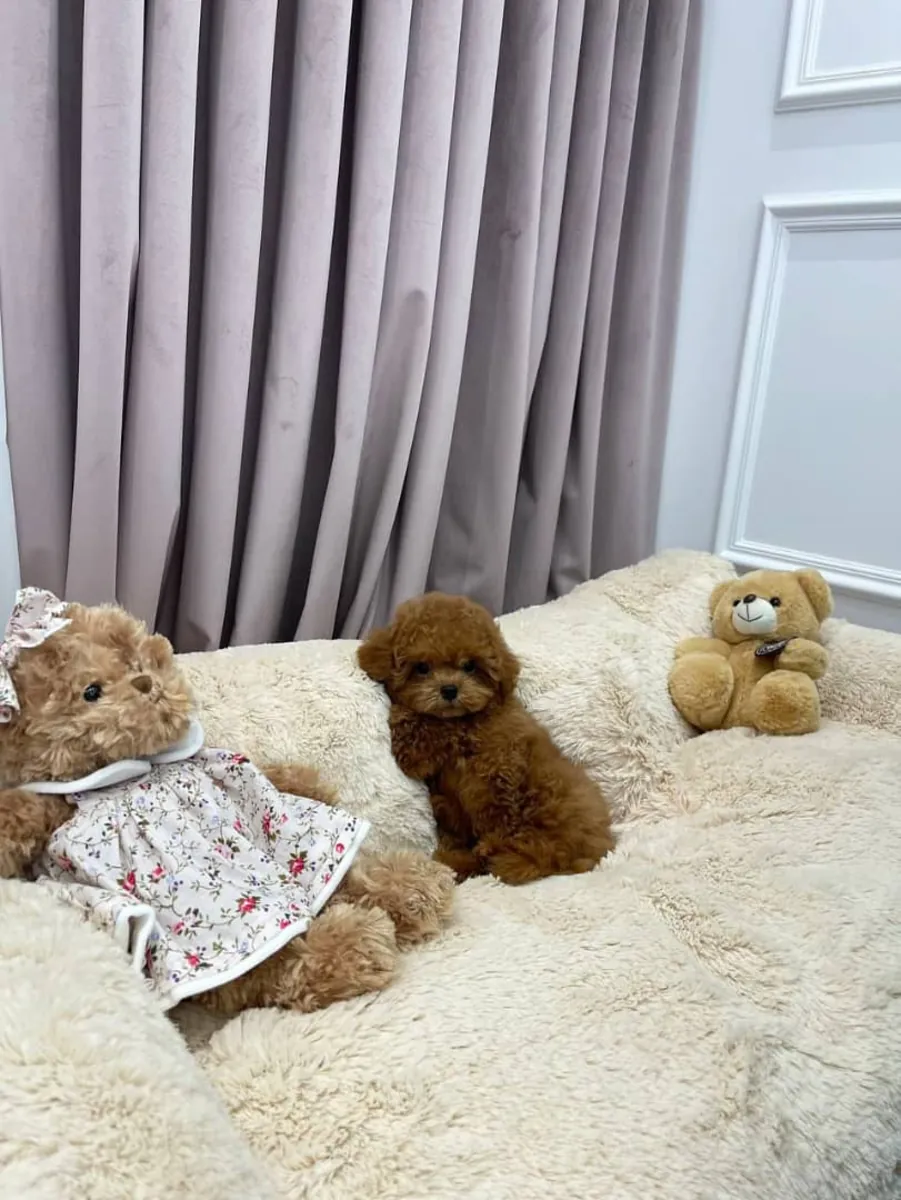 Sevimli poodle yavruları evlat edinme için - WhatsApp +34 631 85 70 93