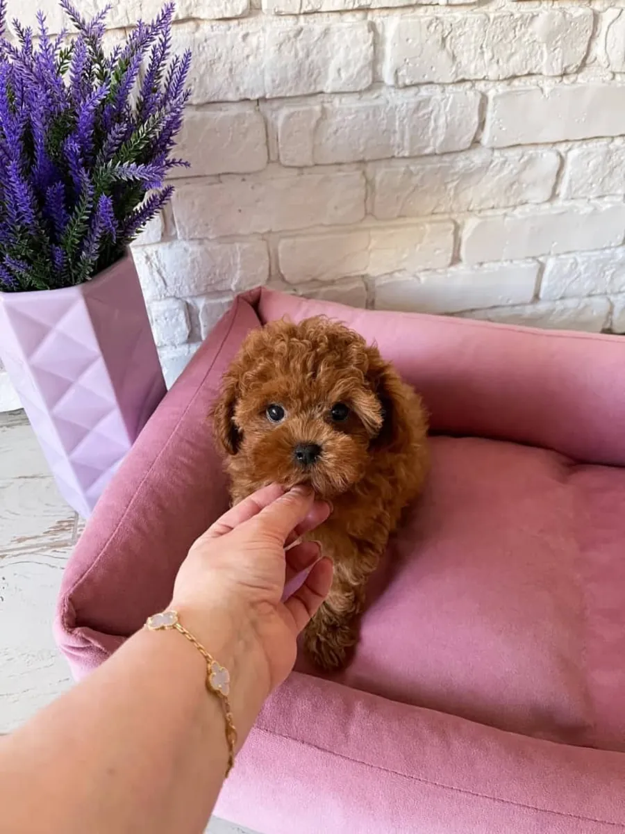 Sevimli poodle yavruları evlat edinme için - WhatsApp +34 631 85 70 93