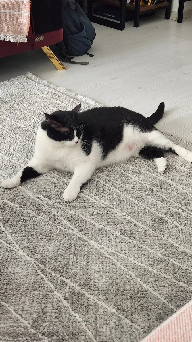 BUSCANDO UN HOGAR PARA UN MILAGRO
