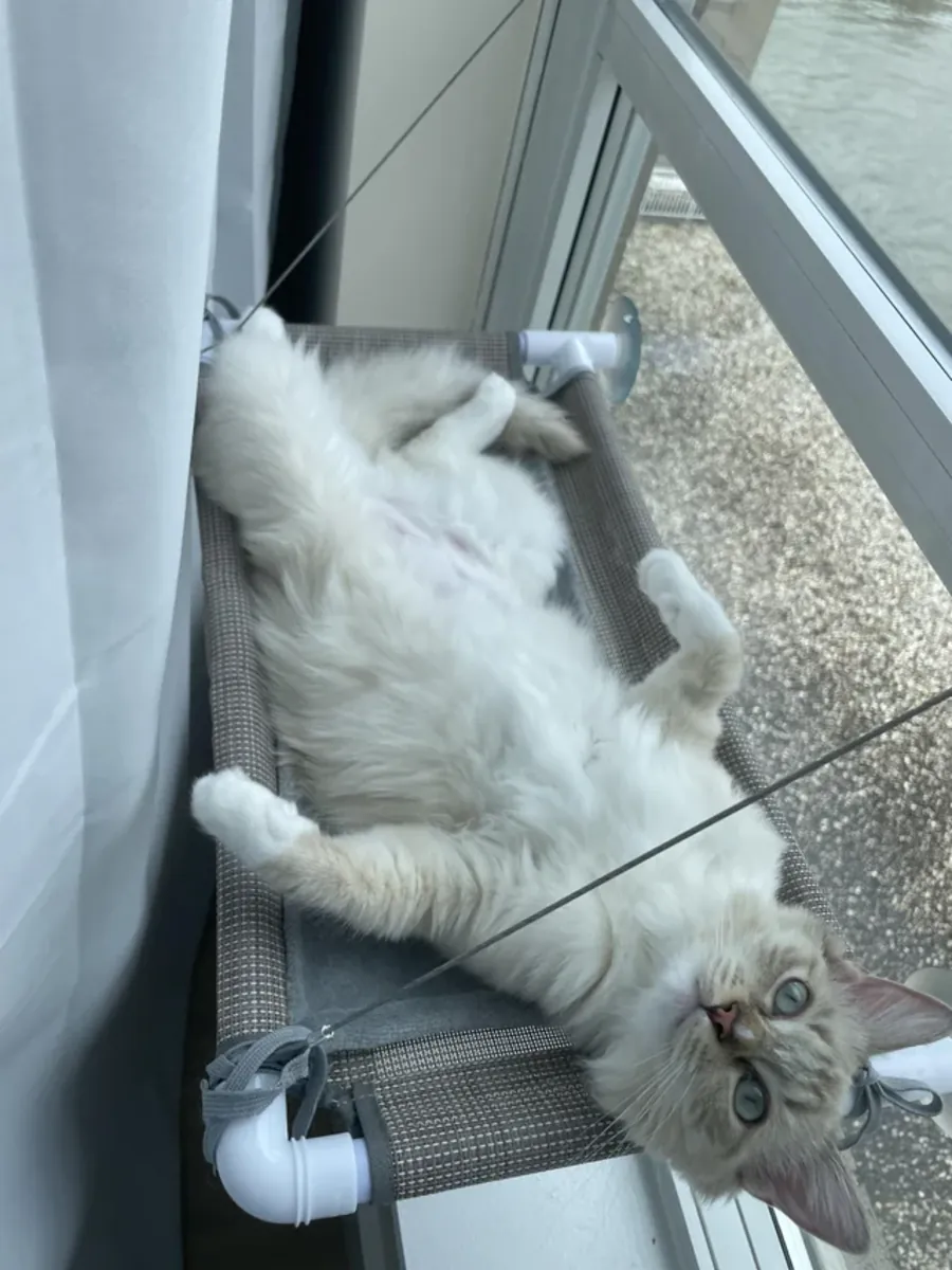 安静而温柔的布偶猫寻找新的家庭