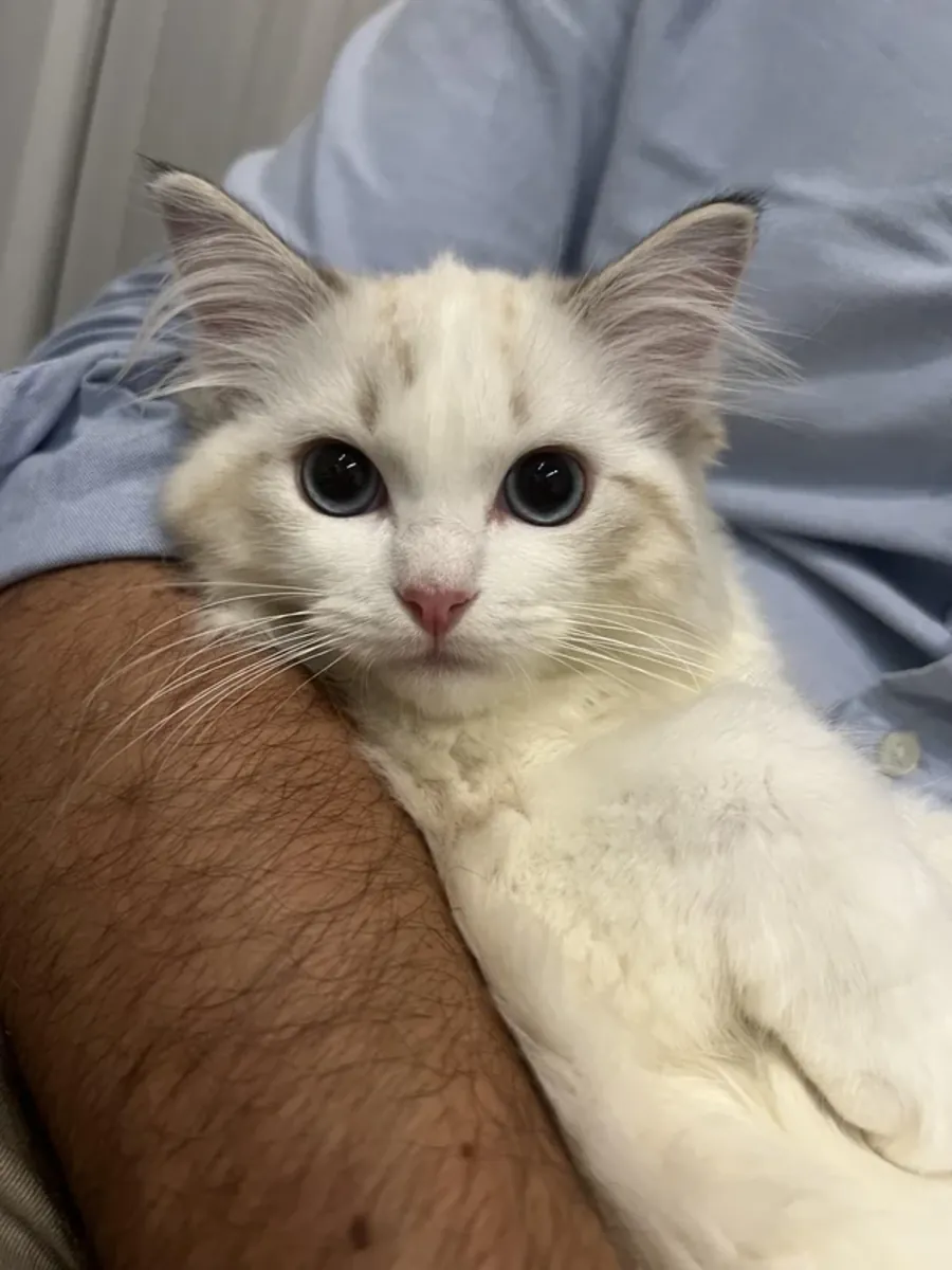 安静而温柔的布偶猫寻找新的家庭