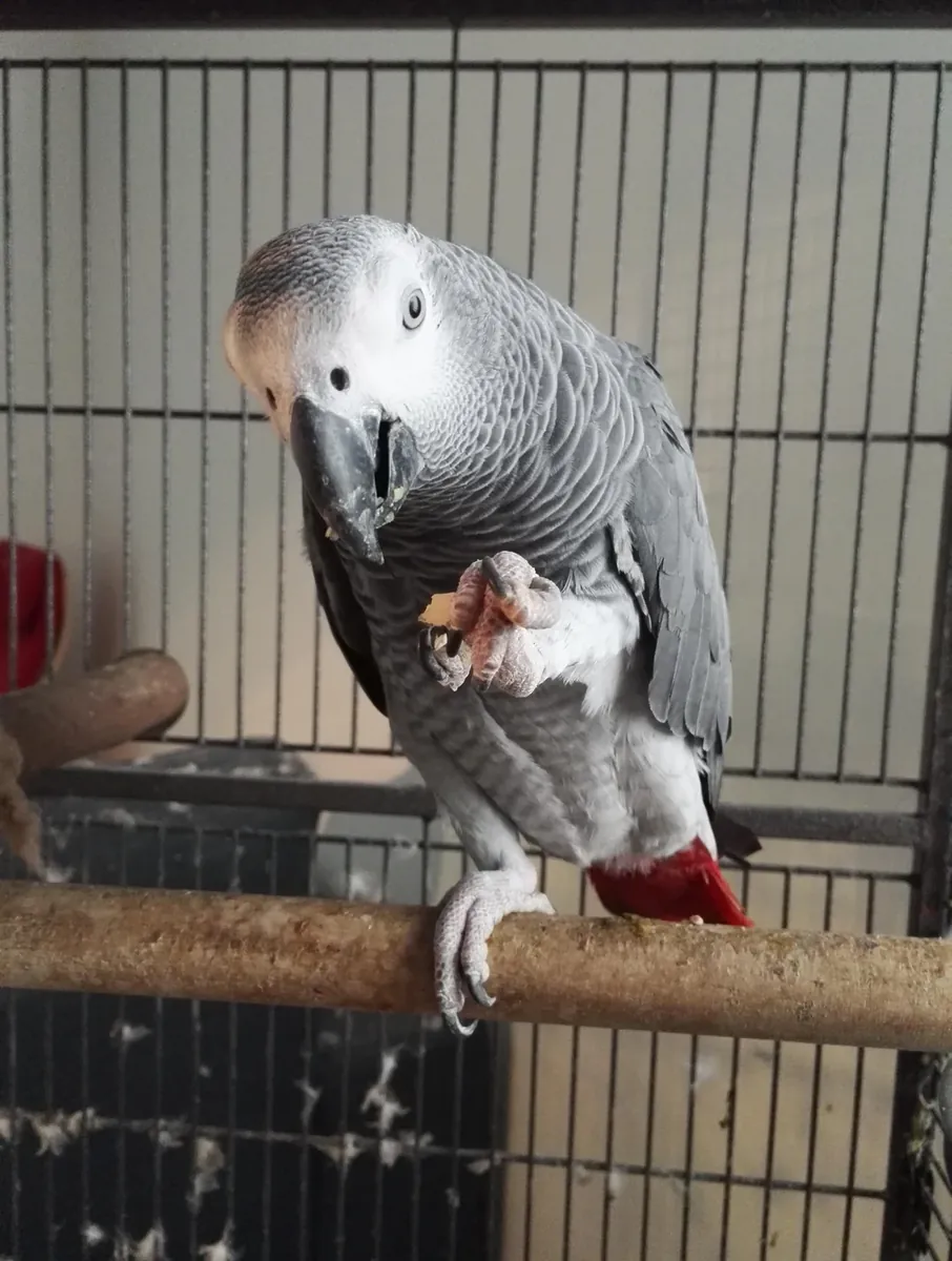 喜欢模仿声音的非洲灰鹦鹉