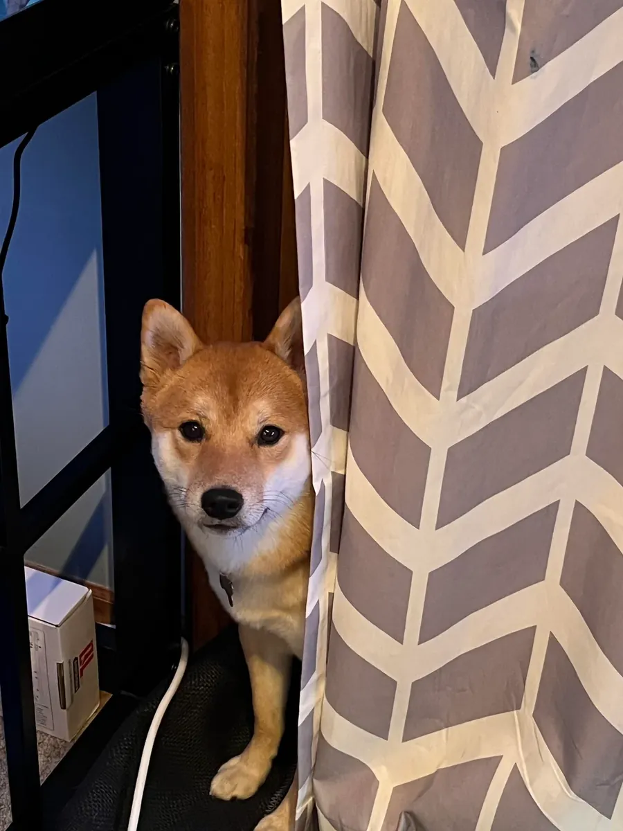 好奇心很强的柴犬寻找有经验的主人