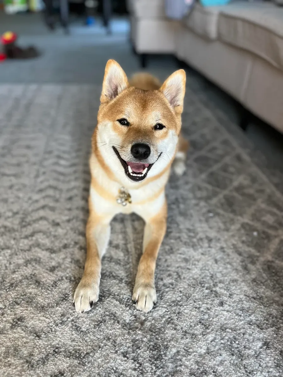 好奇心很强的柴犬寻找有经验的主人