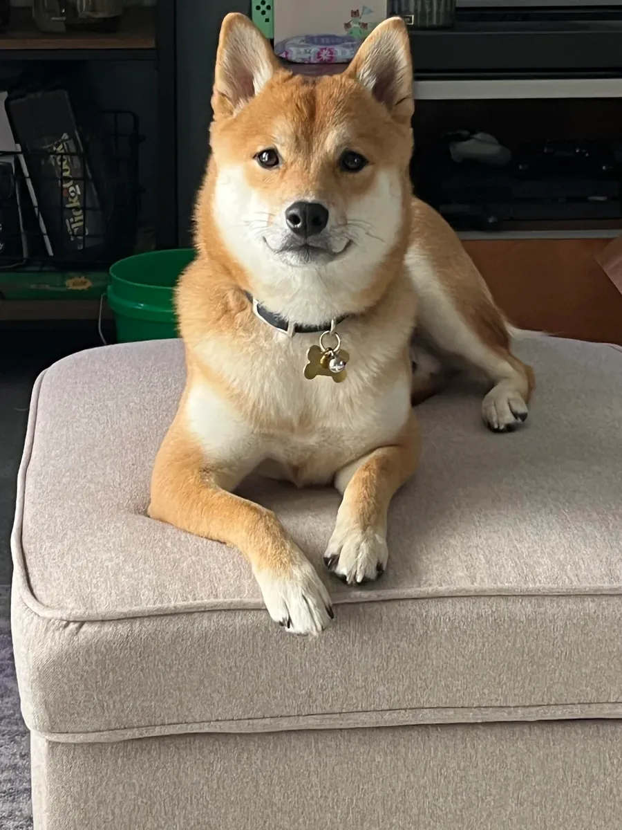 好奇心很强的柴犬寻找有经验的主人