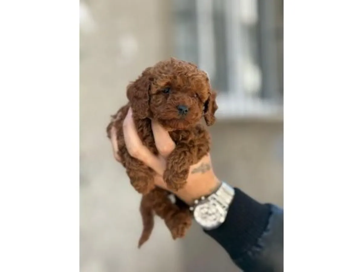 家庭环境中长大的棕色贵宾犬